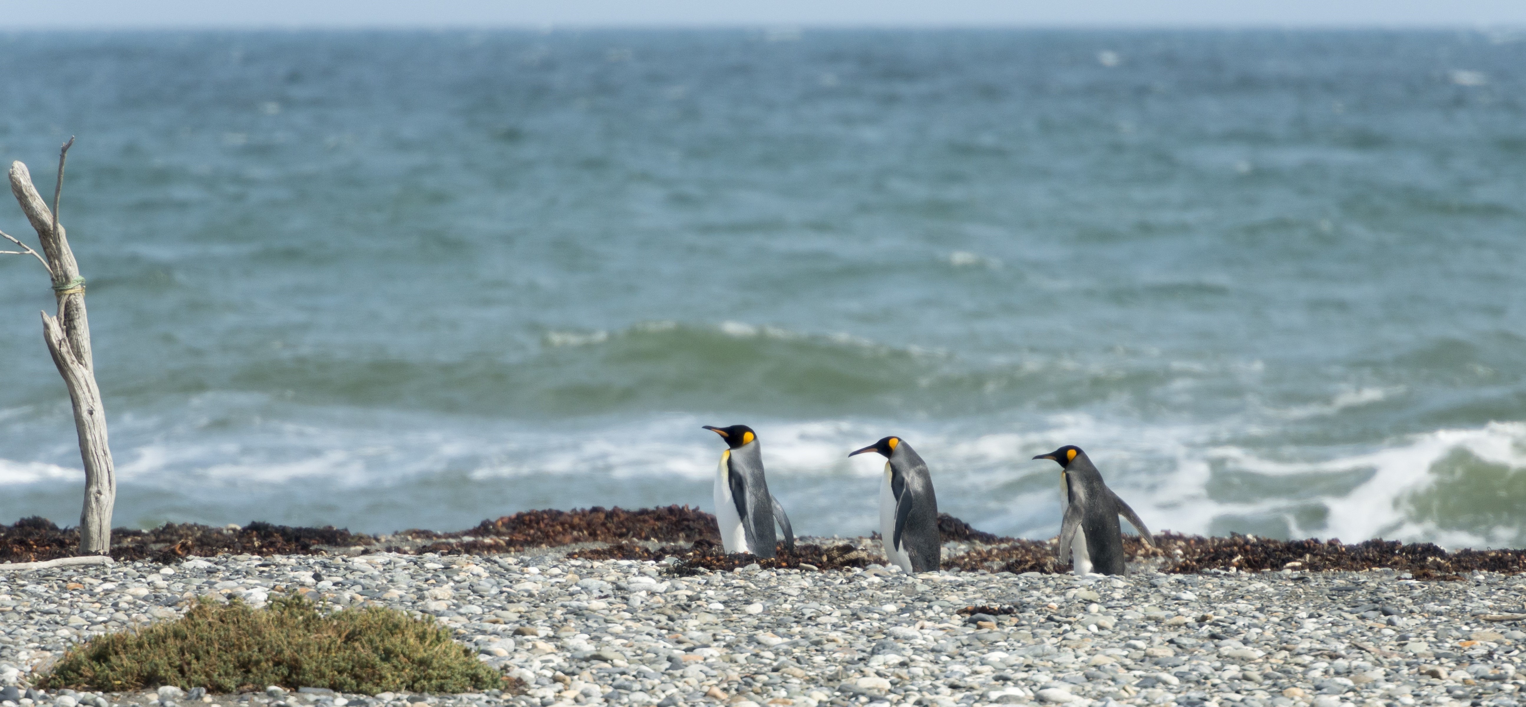 Parque Pinguino Rey